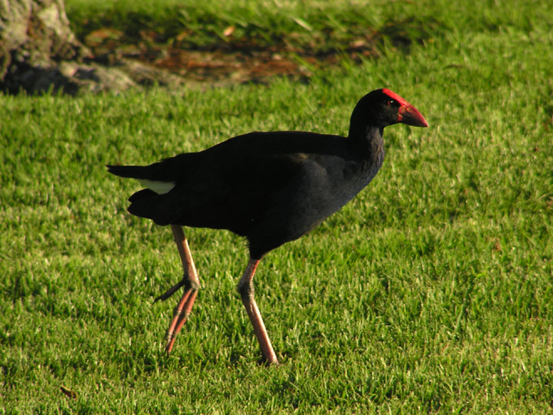 A Third Pukeko.jpg