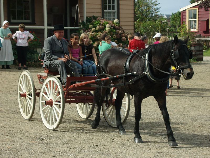 Horse and Buggy.jpg