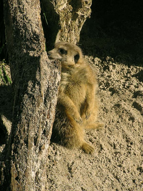 Meerkat 1