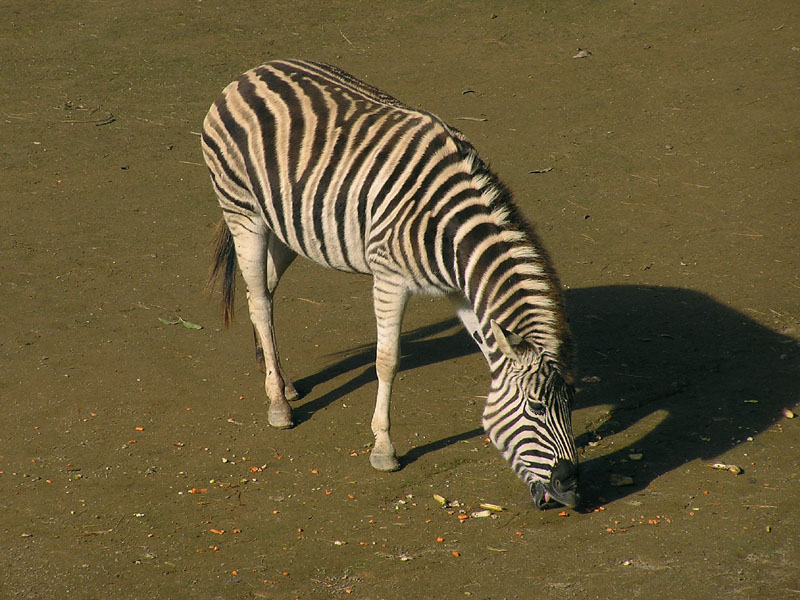 Zebra