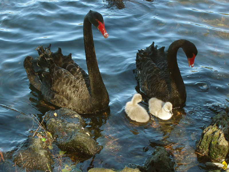 2 Swans 2 Cygnets