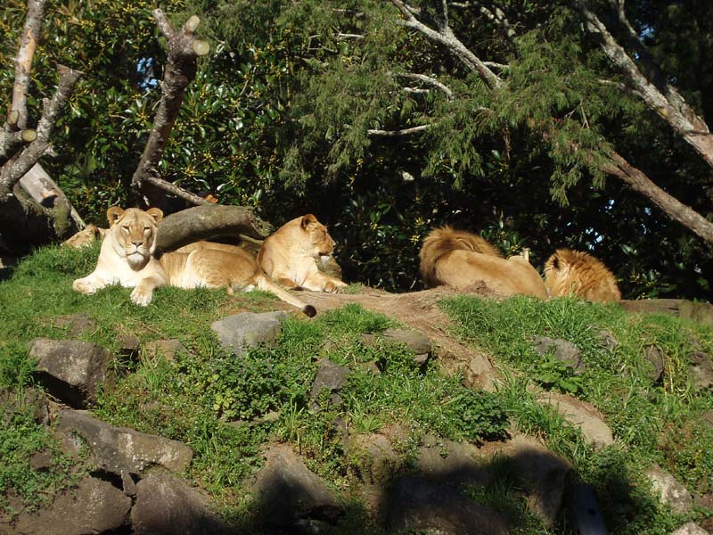 Lions