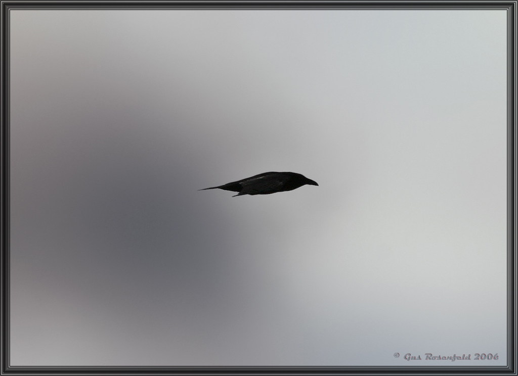 Raven In Stealth Mode