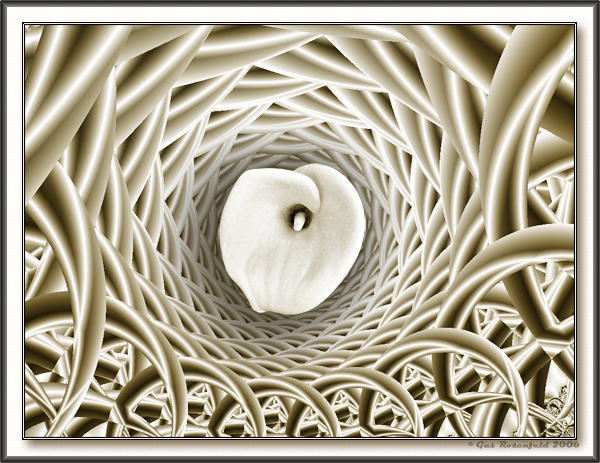 Calla Lily 3