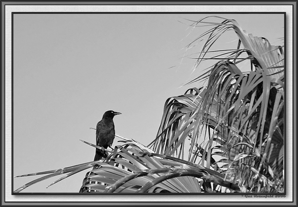 Raven In The Left Twin B&W