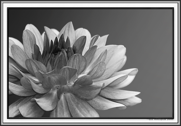 Dahlia Showing Warmth In Her Heart B&W 2nd Version