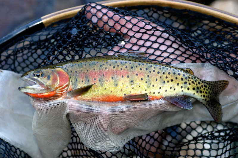 Greenback Cutthroat Trout