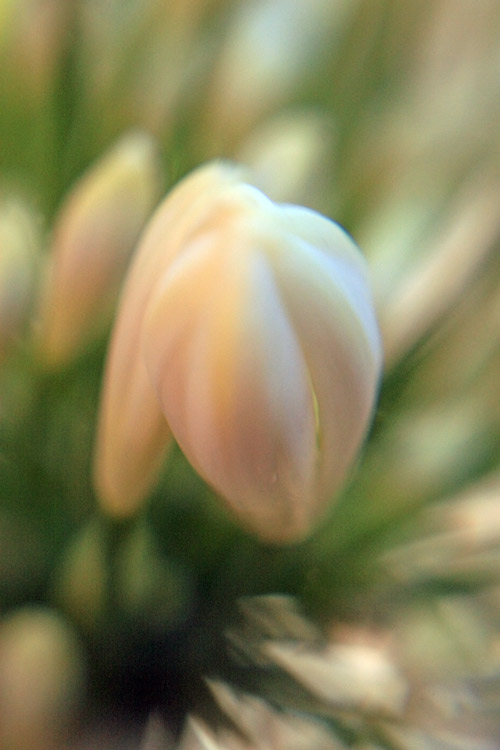White Agapanthus