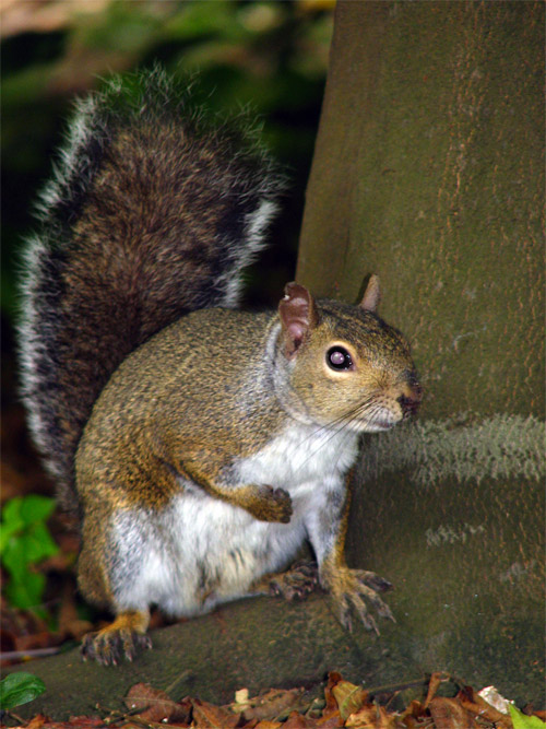 squirrelportrait2.jpg