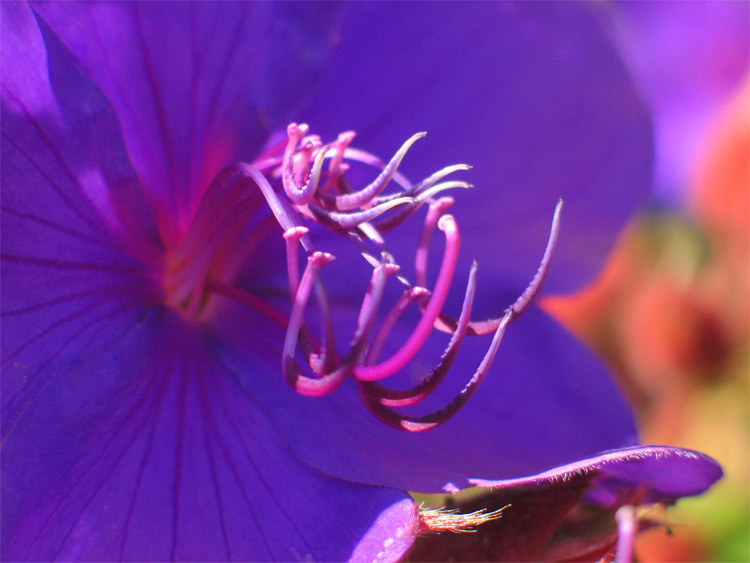 Purple flower