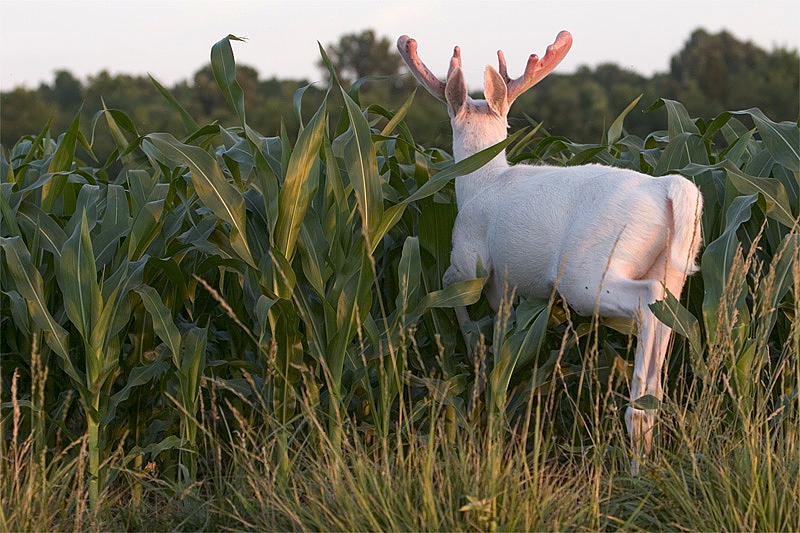 Albino buck #3