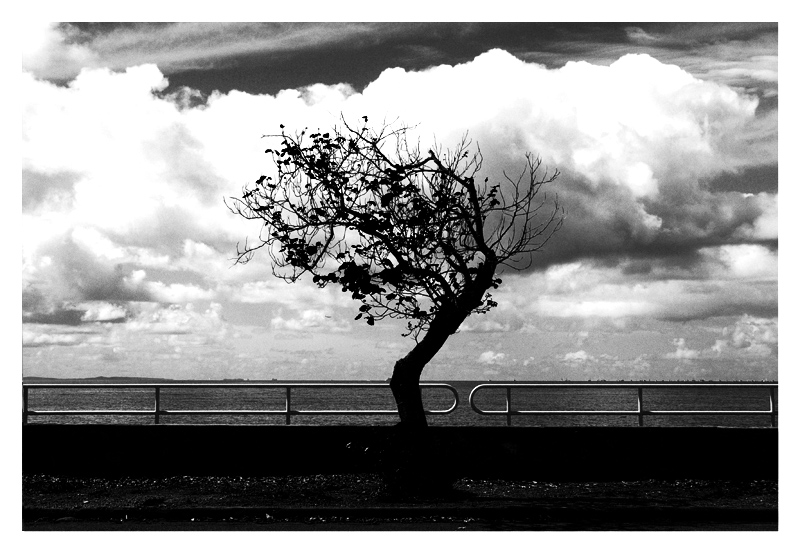 Old Tree - Jarred