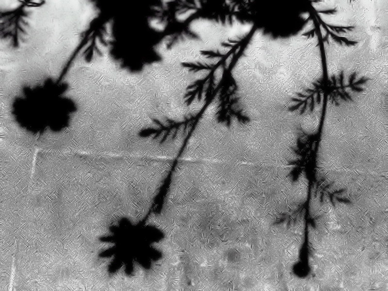 Sidewalk Daisies -ArtP