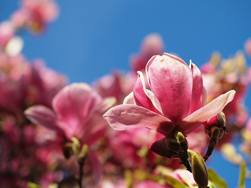 Beginning of Spring by OaklandWoody