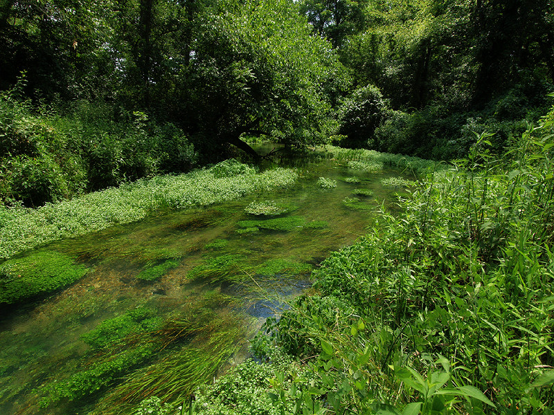 Ozark Green by OaklandWoody