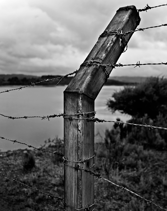 Barbed wire by Dennis