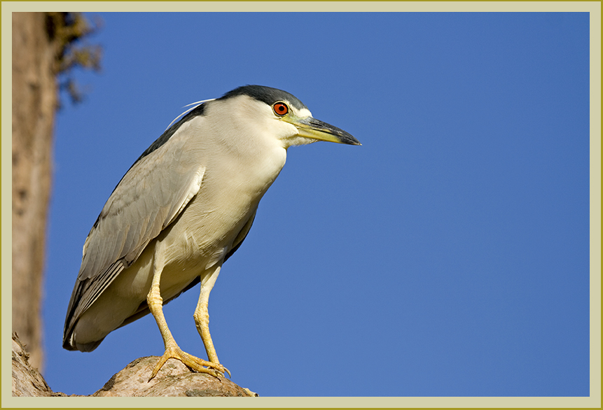 black-crowned night heron