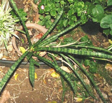 Snake Plant Variety