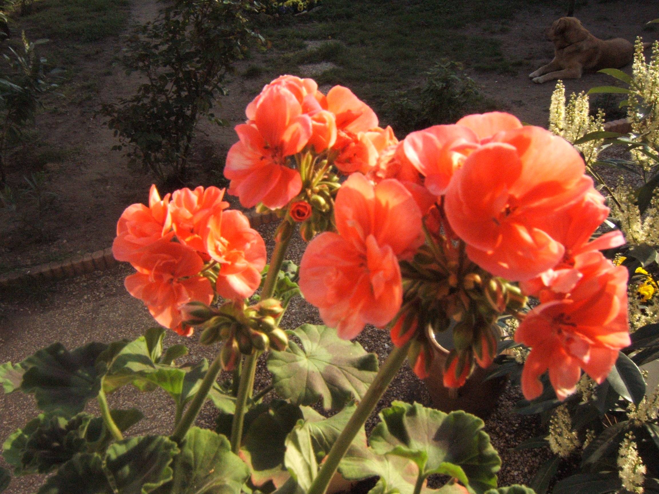 26/4 2006