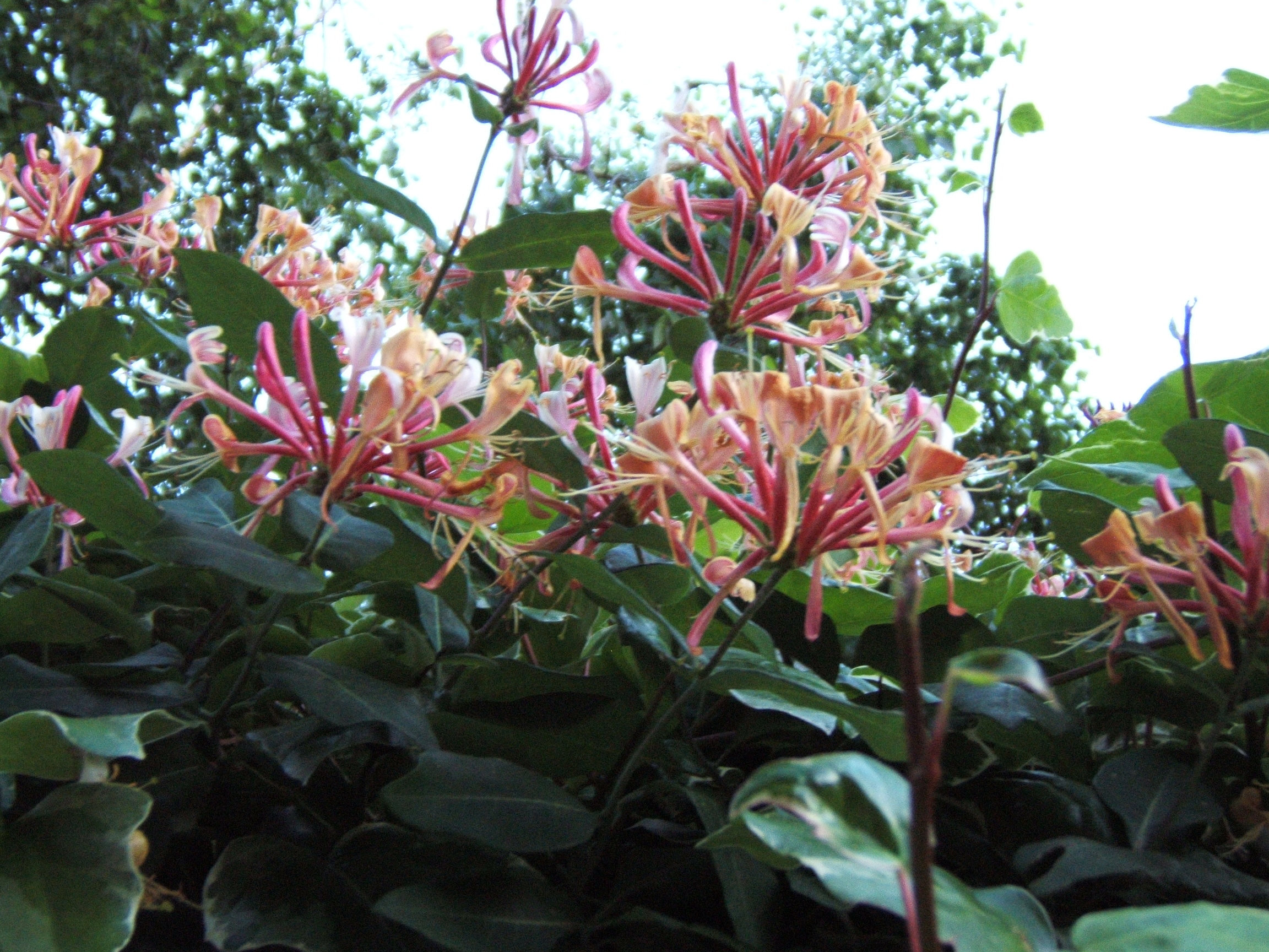 2006_0603couleurs0017.JPG