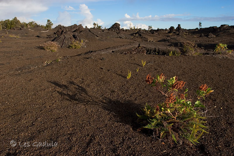 Life on lava flow