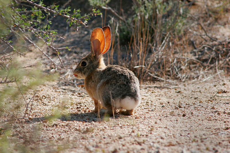 Desert resident