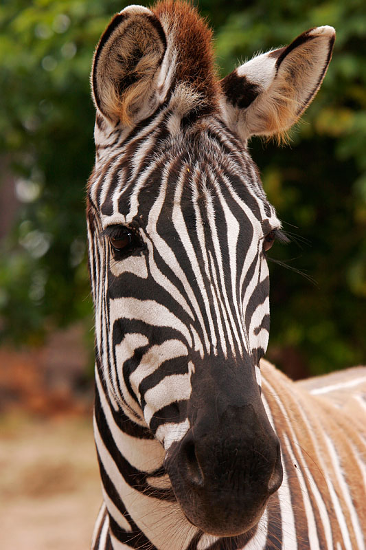 Zebra