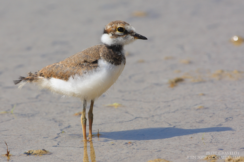 Petit gravelot - Little Ringed Plover