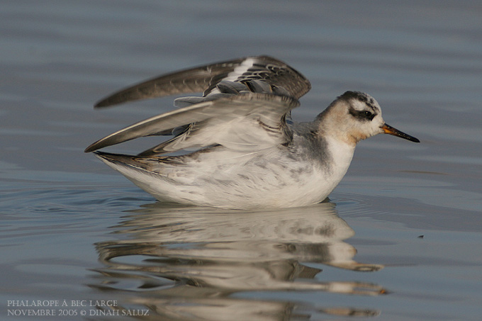 Phalarope  bec large - Grey Phalarope