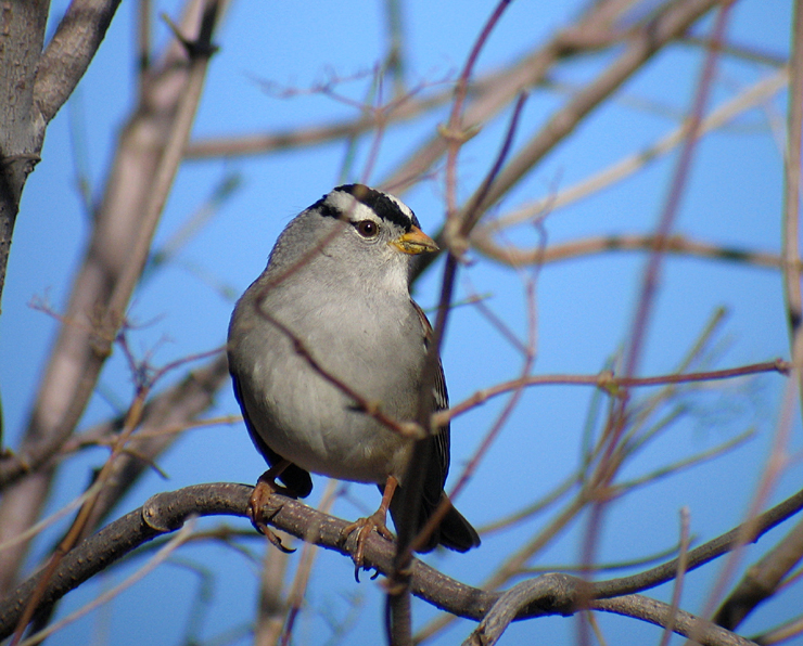 White-crowned Sparrow