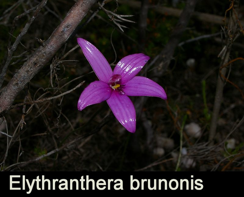 Elythranthera brunonis