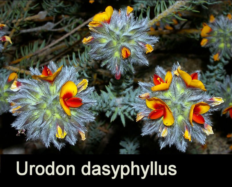Urodon dasyphyllus