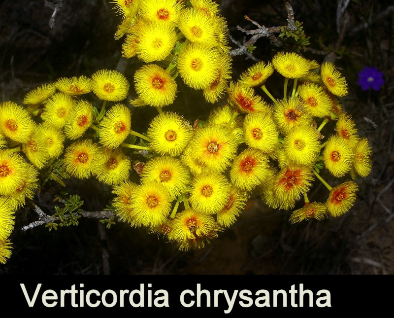 Verticordia chrysantha