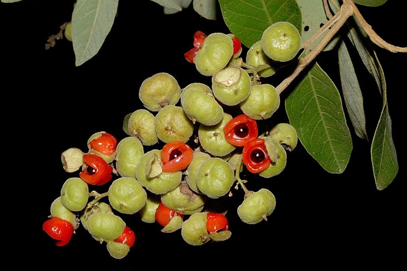 Alectryon connatus