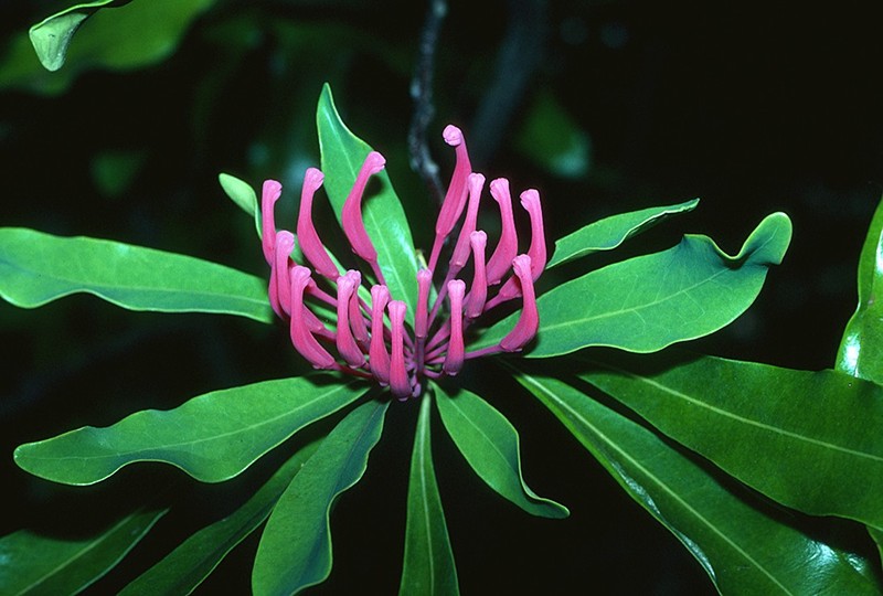 Alloxylon wickhamii