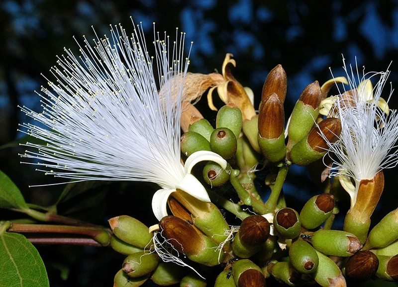 Archidendron vaillantii