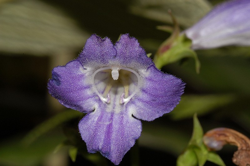 Artanema fimbriatum