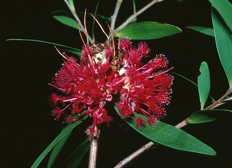 Asteromyrtus brassii
