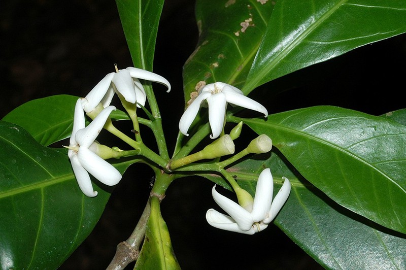 Atractocarpus fitzalanii