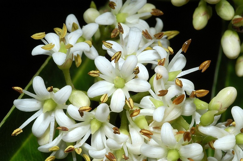 Auranticarpa ilicifolia