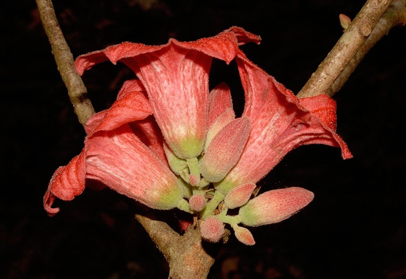Brachychiton bidwillii