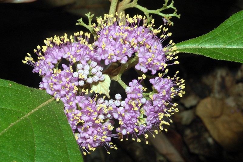 Callicarpa brevistyla