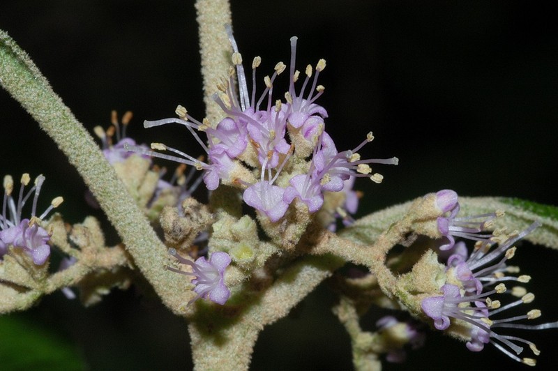 Callicarpa candicans