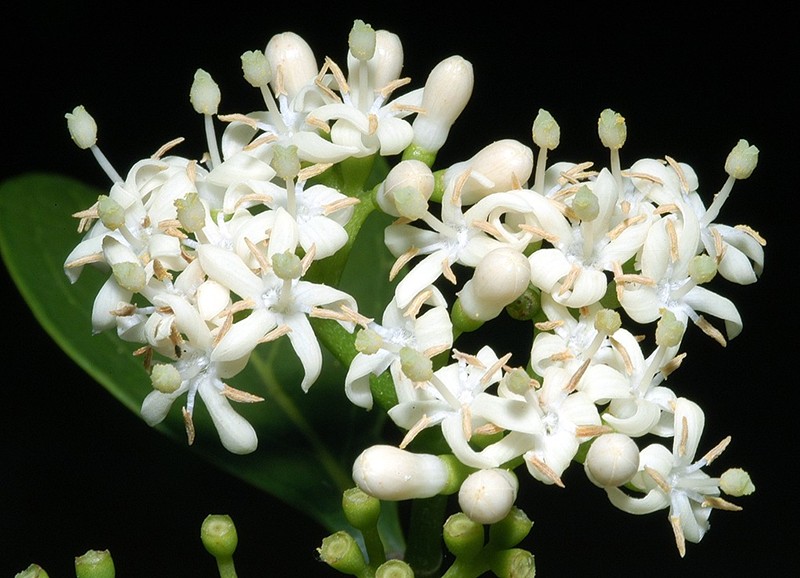 Canthium odoratum