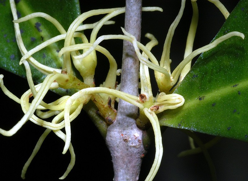 Chionanthus axillaris