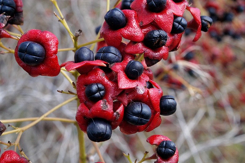 Clerodendrum floribunda