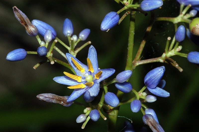 Dianella sp. Heathlands