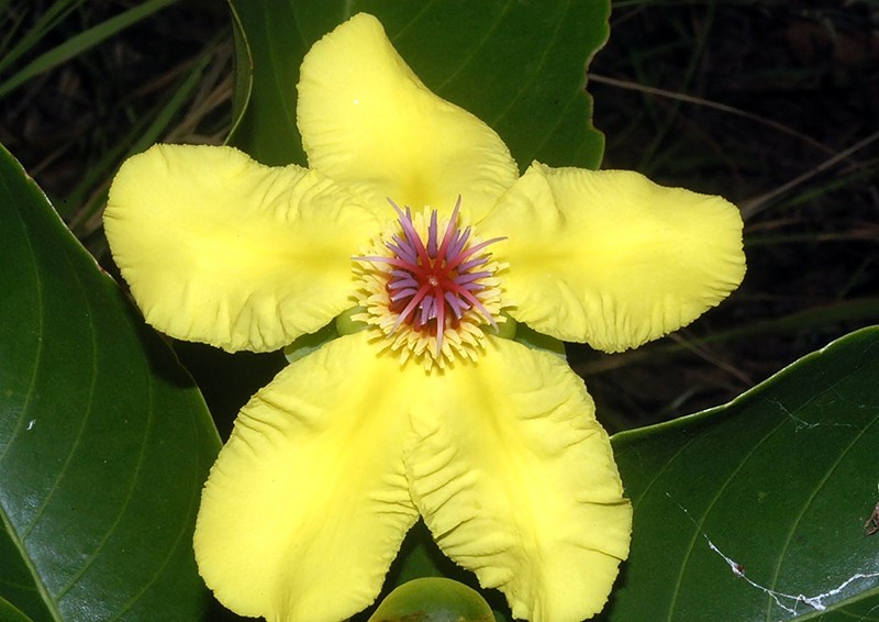Dillenia alata