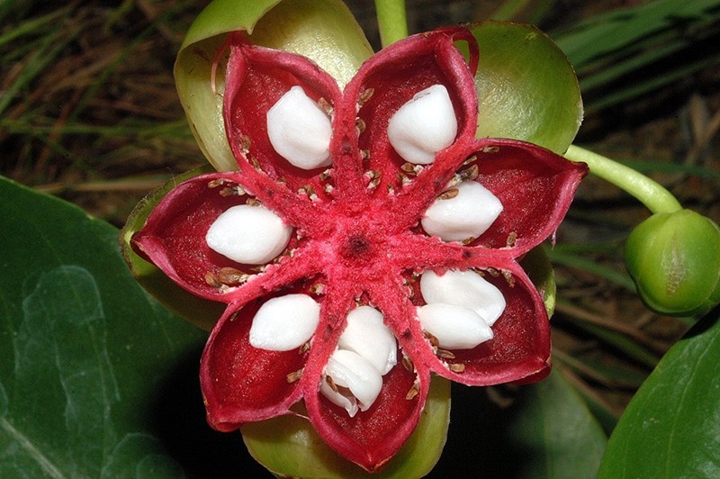 Dillenia alata