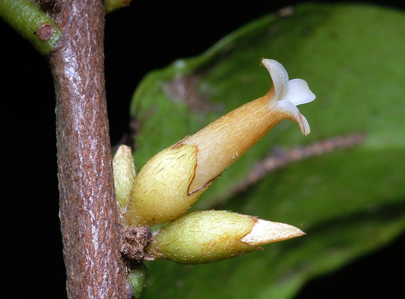 Diospyros sp. Bamaga